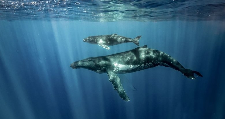 Η φάλαινα υποψιάζεται για σφαγή στην Κύπρο