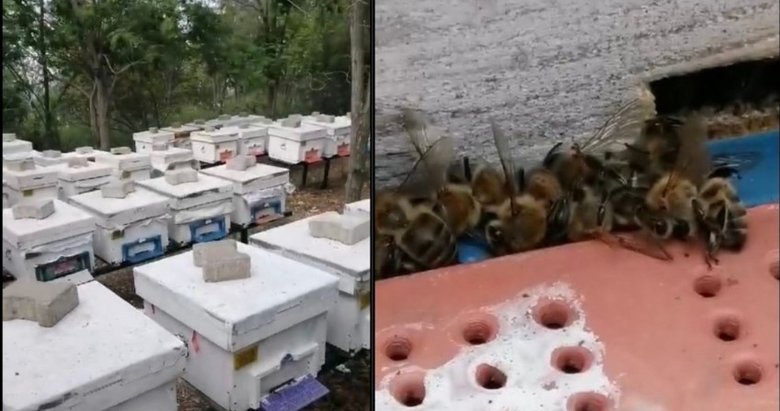 Çanakkale’de toplu arı ölümleri! 80 kovan arı telef oldu