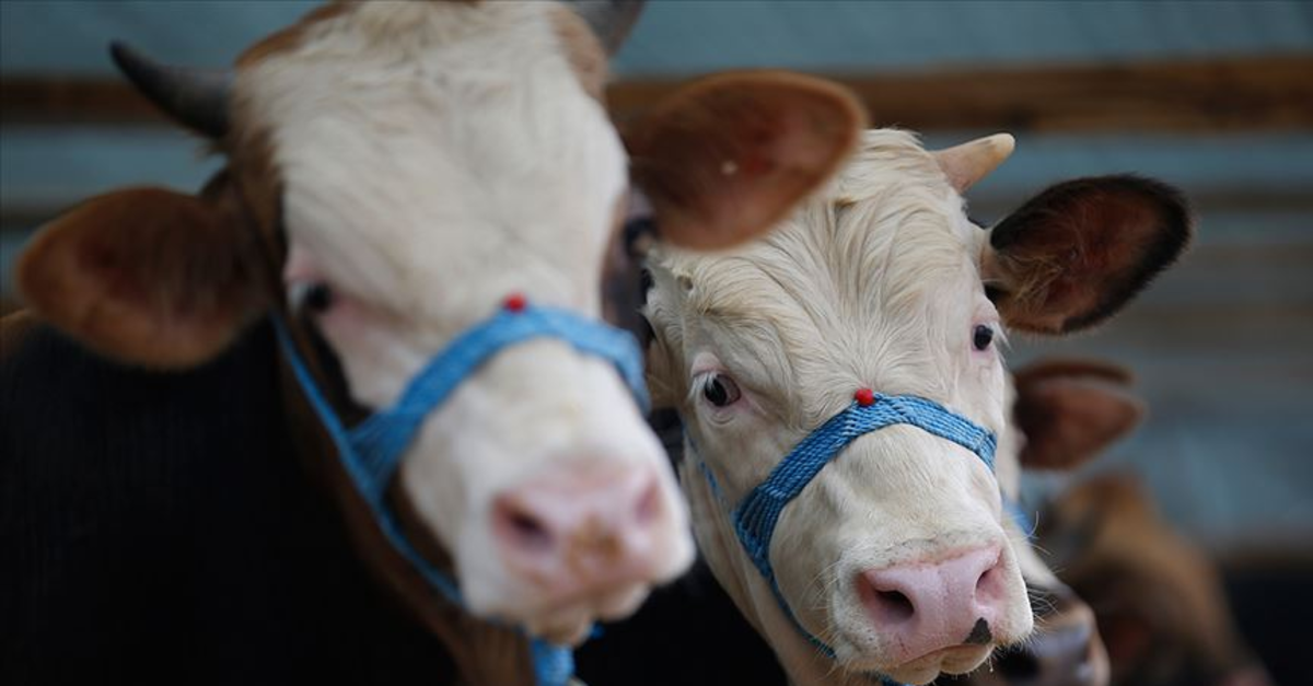 KURBANLIK FİYATLARI 2026 | Büyükbaş ve küçükbaş kurbanlık fiyatlarında son durum ne? Dana, tosun ve düve fiyatları ne kadar?