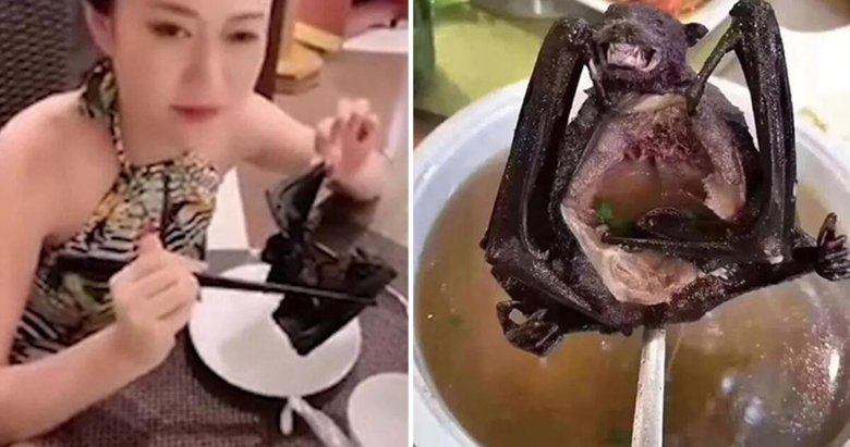 DSÖ koronavirüsün kaynağının yarasa olduğunu doğruladı