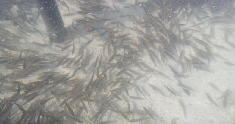 Çanakkale’de balıklandırma projesi: 1 buçuk milyon bırakıldı