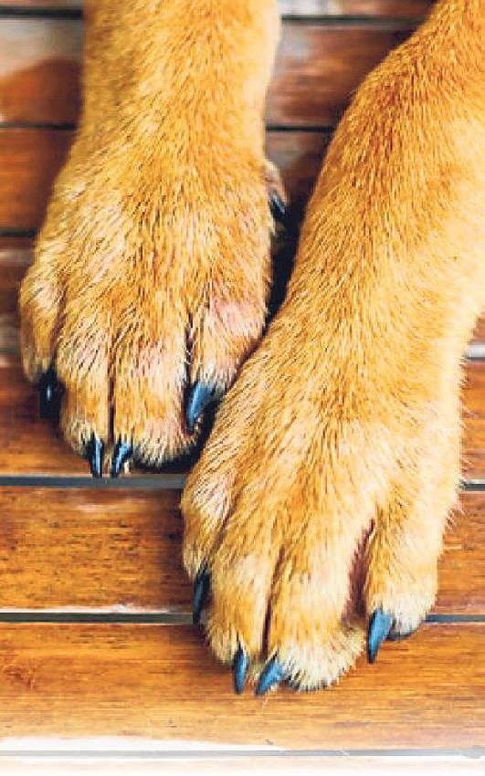 Artık patiler konuşuyor! Köpeğiniz ile iletişim kurmanın yeni yöntemi!