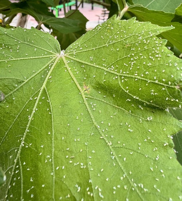 İzmir’de beyaz sinekler yüzünden yolda yürümek bile zorlaştı
