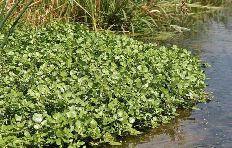 Bu bitkinin faydaları saymakla bitmiyor! A, K ve C vitaminlerine yüksek oranda sahip