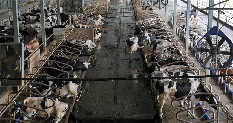 Süt üretiminin lideri İzmir 2027’de 2 milyon tona ulaşmayı hedefliyor