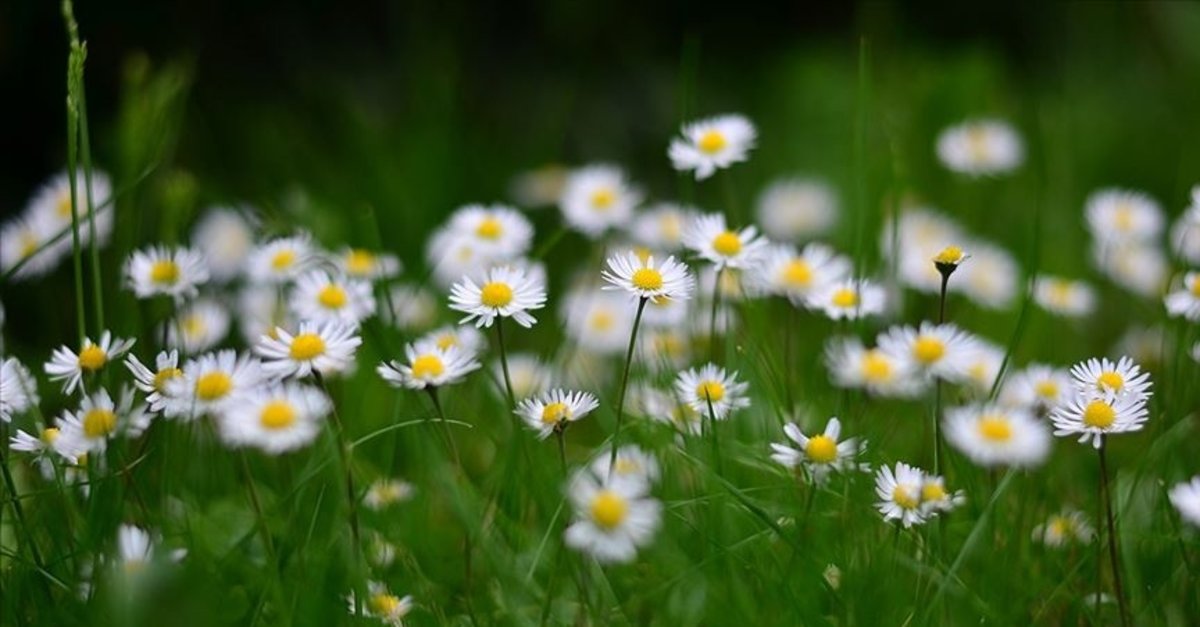 Umut papatyalara kalmamalı