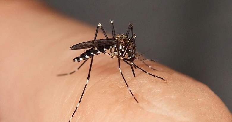 Sivrisinek alarmı! İzmir de dahil 13 il için uyarı