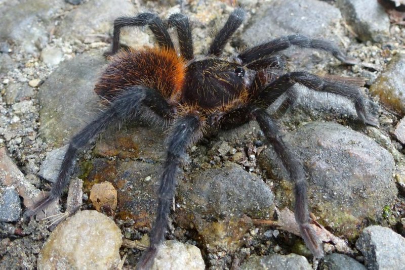 Avustralya’da felaketlerin ardı arkası kesilmiyor! Zehirli örümcek uyarısı yapıldı