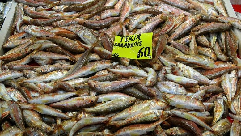 Denizlerin prensi lüfer, Çanakkale’de 80 liradan 120 liraya çıktı