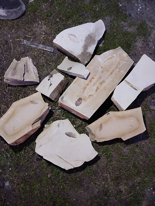 Kuşadası’nda 15 milyon yıllık yaprak fosili keşfi