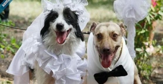 Sosyetenin yeni trendi köpek düğünü