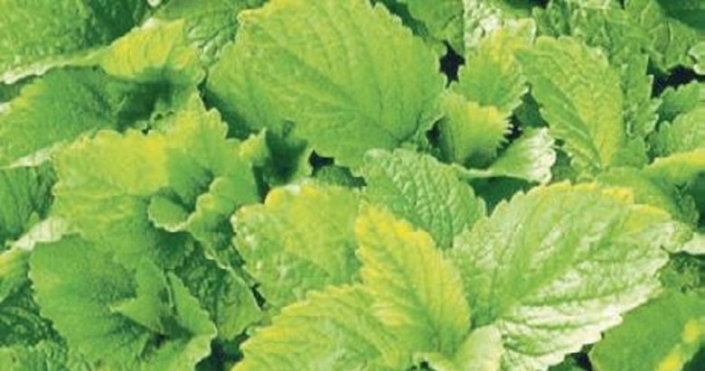 Bu bitkiler sivrisinekleri kaçırıyor bizi mest ediyor