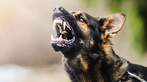 Minik Ada köpeklerin saldırısına uğradı