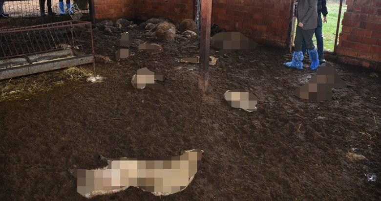 Muğla’da ağıla giren sokak köpekleri 38 küçükbaş hayvanı telef etti