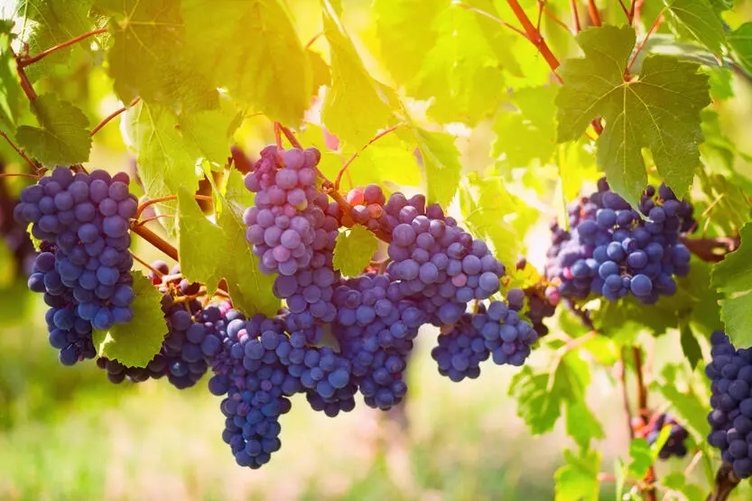 Üzüm çekirdeği hangi hastalıklara iyi gelir? Faydaları nelerdir?