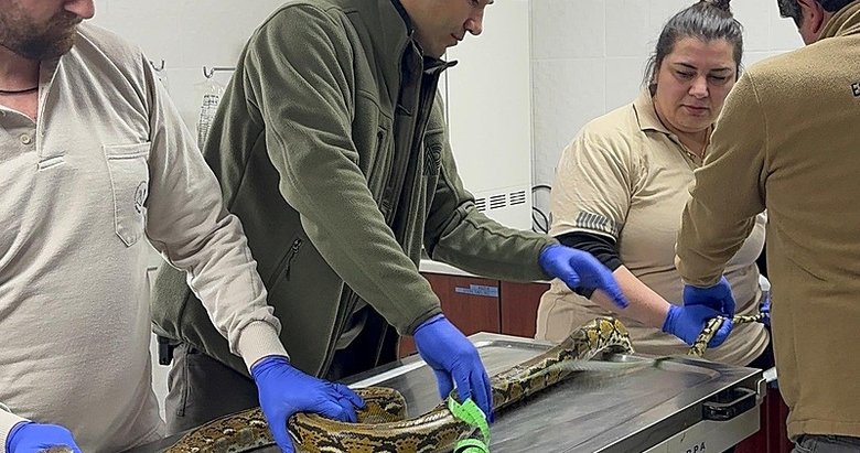 Kütahya’da yolcu otobüsünde piton yılanı ele geçirildi