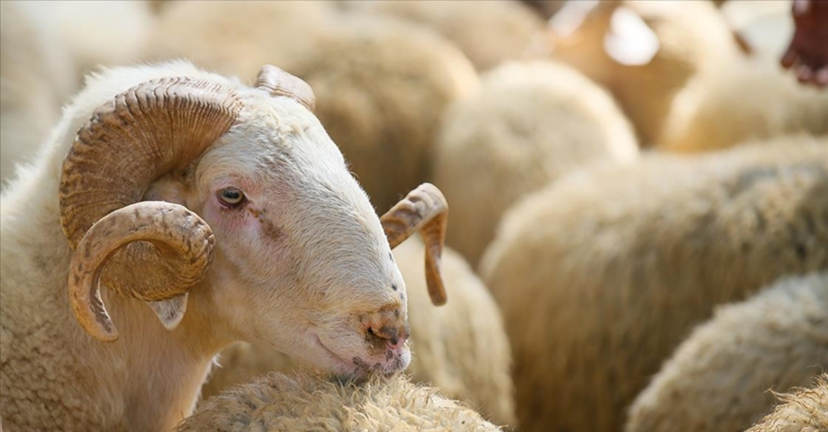 KURBANLIK FİYATLARI 2026 | Büyükbaş ve küçükbaş kurbanlıkların fiyatları ne kadar? Tosun, dana, düve ve kuzularda son fiyat ne?