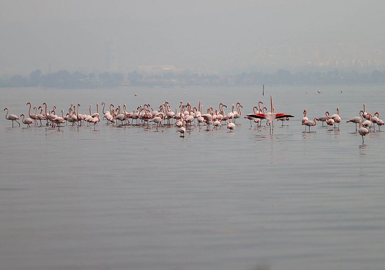 Ege’de sevindiren rakamlar! Geçen yıla oranla yüzde 40 artış