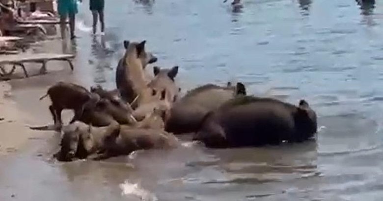 Muğla’da şaşırtan manzara! Sıcağa dayanamayan yaban domuzları denize girdi