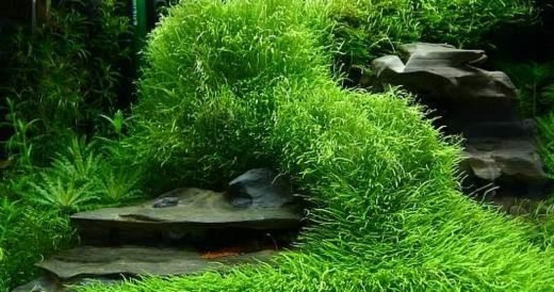 Yükselen dekorasyon trendi Aquatecture