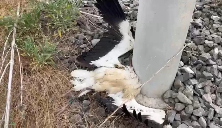 Ege’de ölü leylek sayısı artıyor! Kütahya’da incelemeler sürüyor