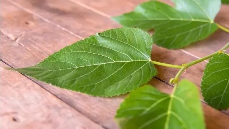 Dut yaprağının faydaları nelerdir?