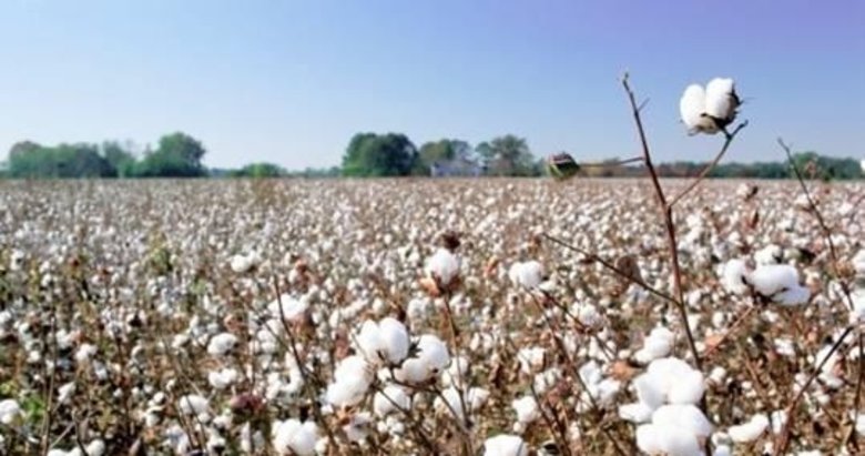 Ege pamuğunda 218 bin ton rekolte bekleniyor