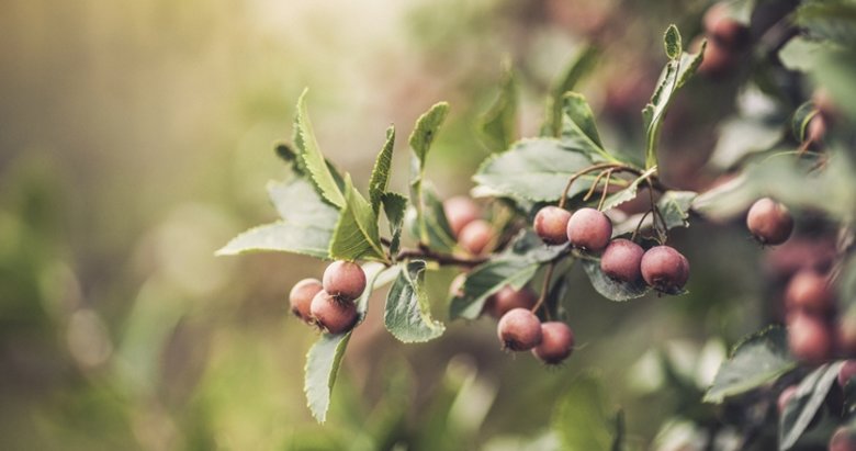 Kalp ve damar dostu alıç yaprağı