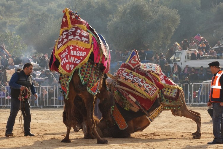 Aydın’da deve güreşi sezonu başladı