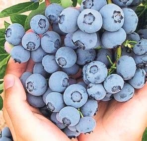 Damar açıcı beslenme