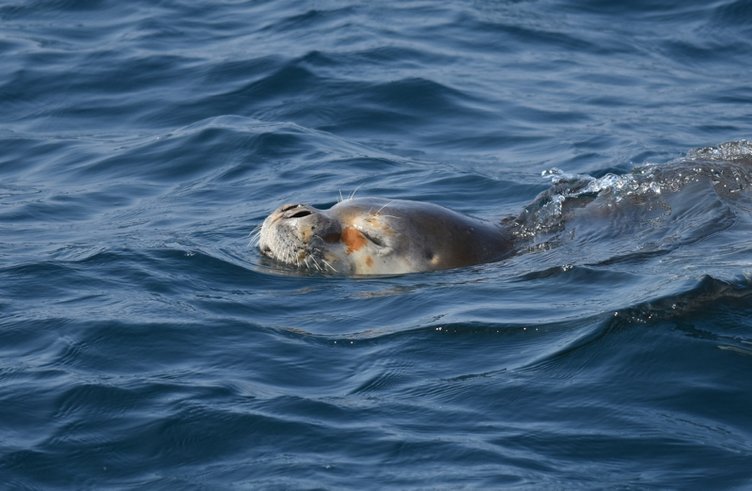Bodrum’da yaralı fok ihbarı ekipleri alarma geçirdi