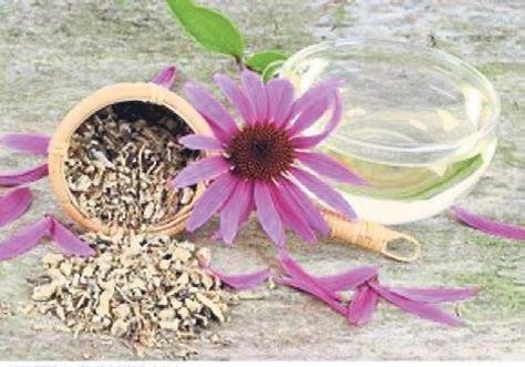 Yüzlerce yılın şifa kaynağı bitki çayları