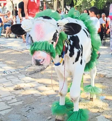 Muğla’nın en güzel buzağısı seçildi