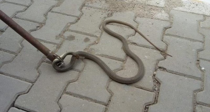 yeni asir
