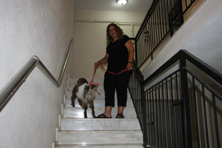 Ninja keçi demlik demlik çay içiyor, çaysız duramıyor!