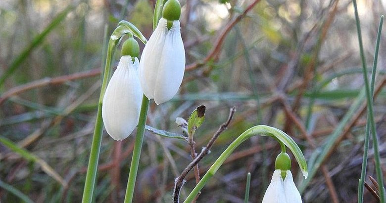 Manisa’da bu yıl erken açtı! Bu çiçeğe dokunan yanar: Cezası 387 bin 142 TL
