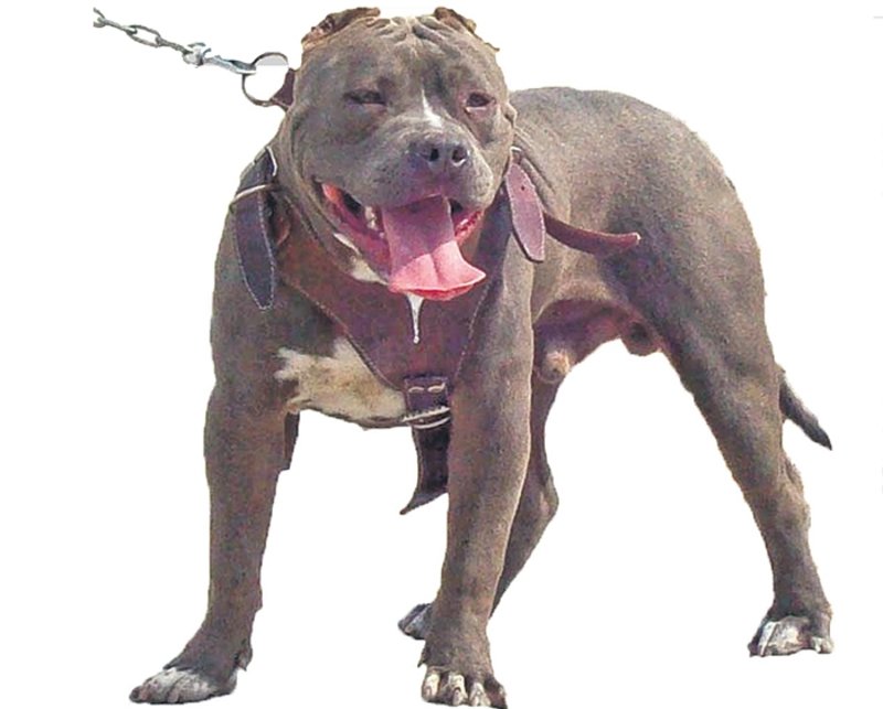 ayvalik ta pitbull dehseti ucuncu