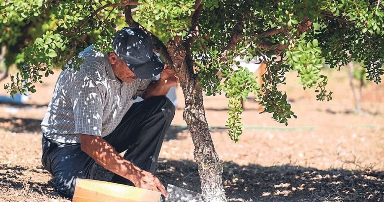 ‘Altın damlayan ağaç’ 15 yılda 100 kat arttı!