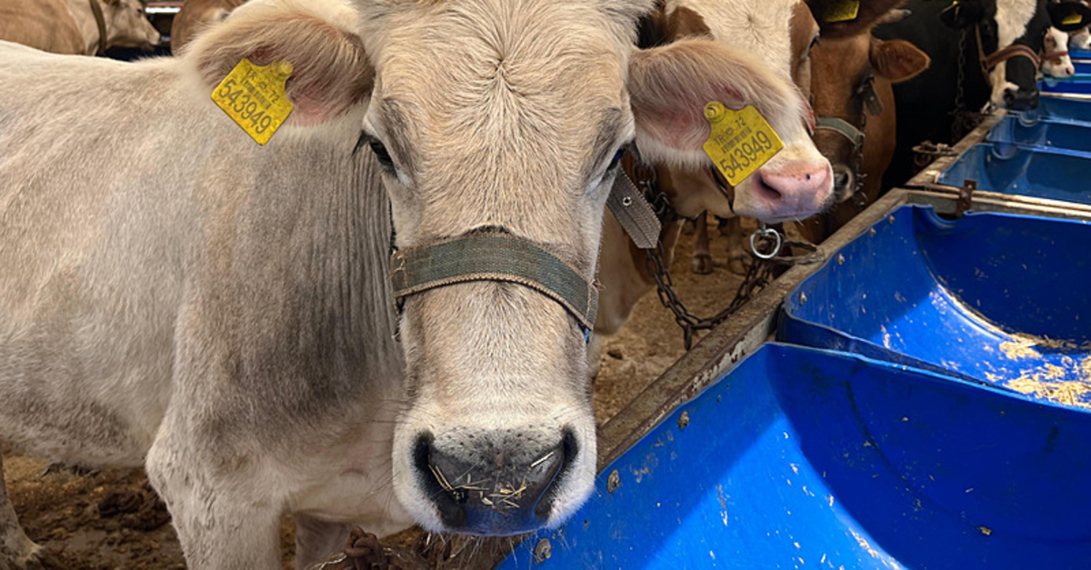 İzmir'de kurbanlıklar pazara çıktı! Fiyatlar dudak uçuklattı