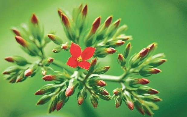 Bitkilerin de acıyı hissettiğini savunan Backster etkisi