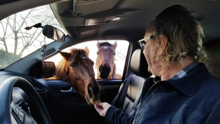 Manisa Spil Dağı’nda yılkı atları araçların etrafını sardı