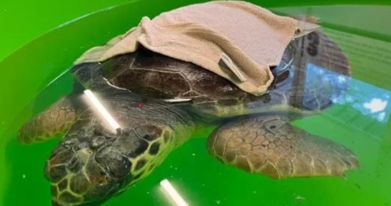 Helios mucizesi! İki yıldır bitkisel hayatta olan kaplumbağa yaşama döndürüldü
