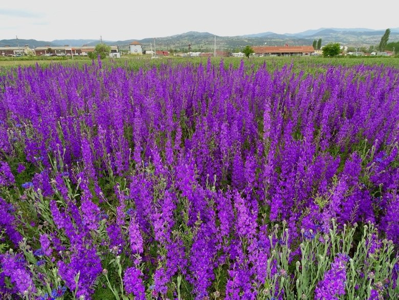 Kütahya’daki mor çiçek tarlası görenleri büyülüyor