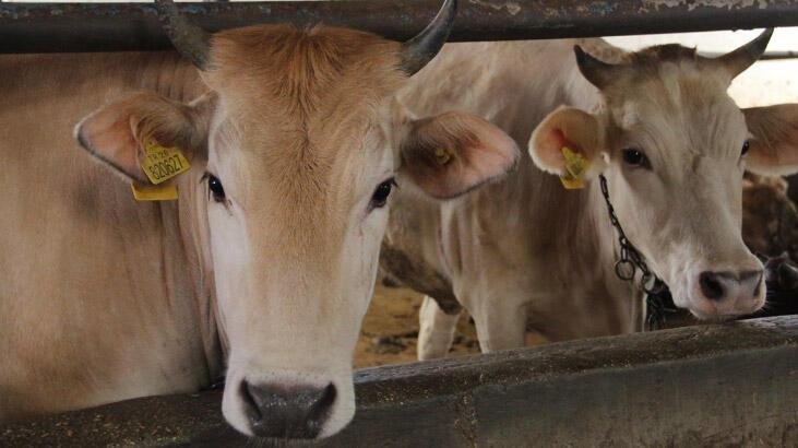 Uzmanlardan kurban bayramı için koronavirüs uyarısı!