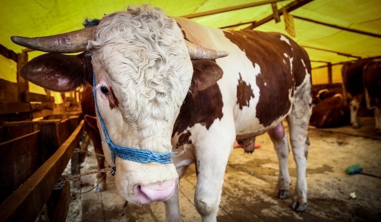 2024 KURBANLIK FİYATLARI | Diyanet yurt içi ve yurt dışı vekaletle kurban bedeli