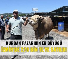 İzmir’de kurban pazarının en büyüğü! ’Toros Kaplanı’ 270 bin TL’den satıldı