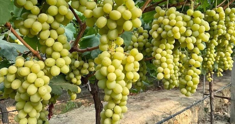 Sarıgöl’de üzüm hasadı sürüyor