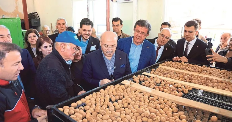 Çameli’de ceviz hasadı şenliği coşkusu yaşandı