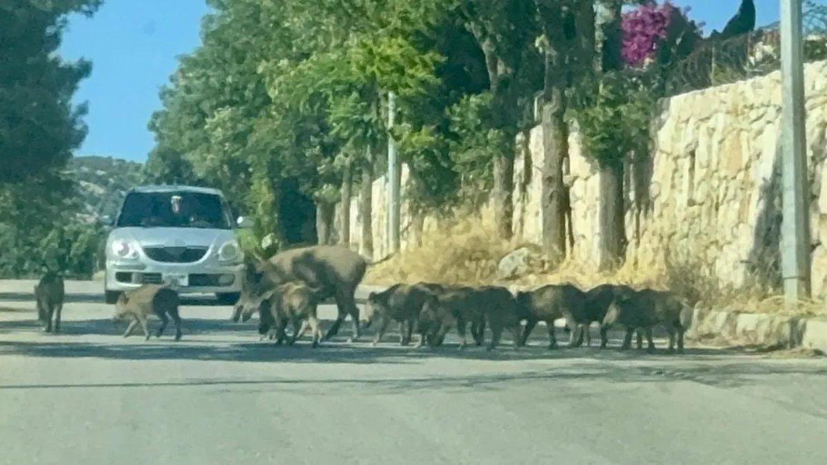 Muğla Bodrum'da domuz sürüsü mahalleye indi