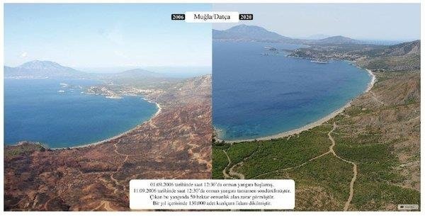 Yanan ormanlar küllerinden yeniden doğdu! 5 milyondan fazla ağaç dikildi